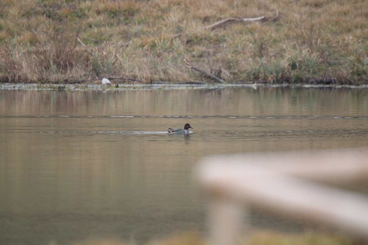 Green-winged Teal - ML529013881