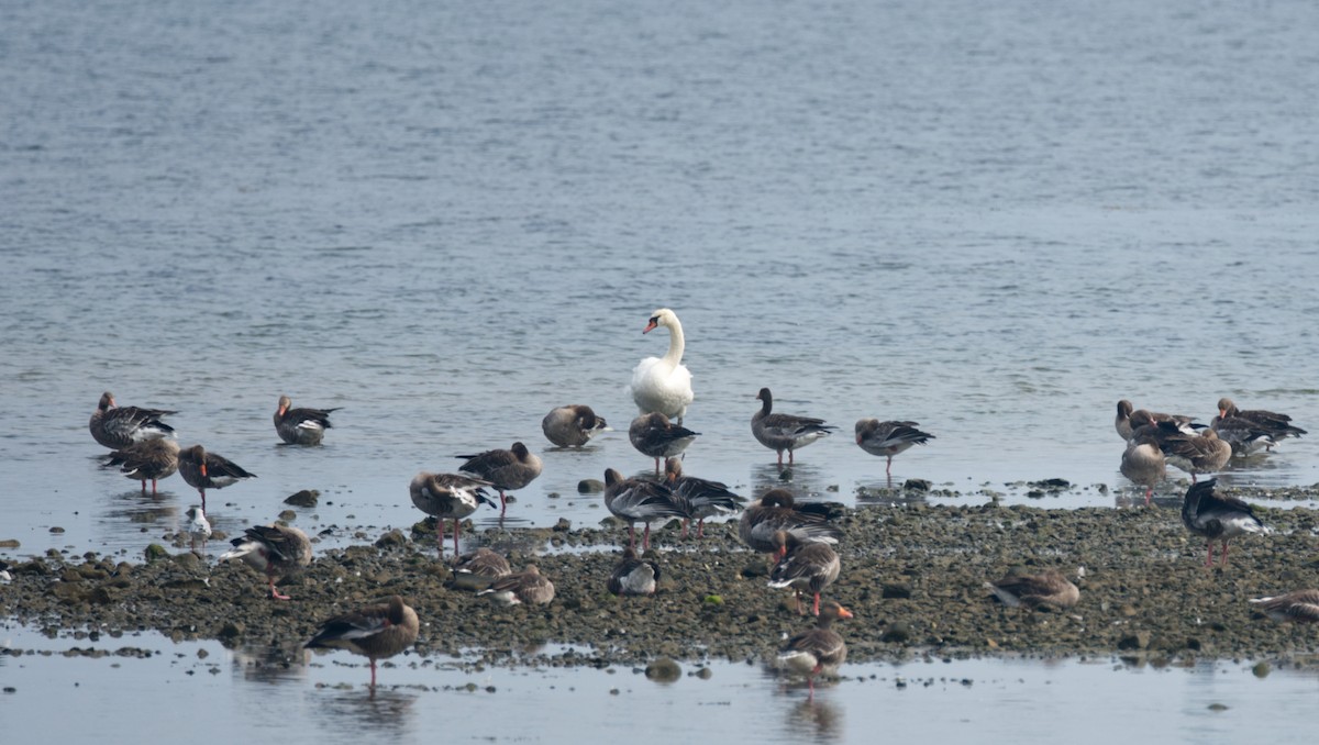 Хуруут хун - ML529014101