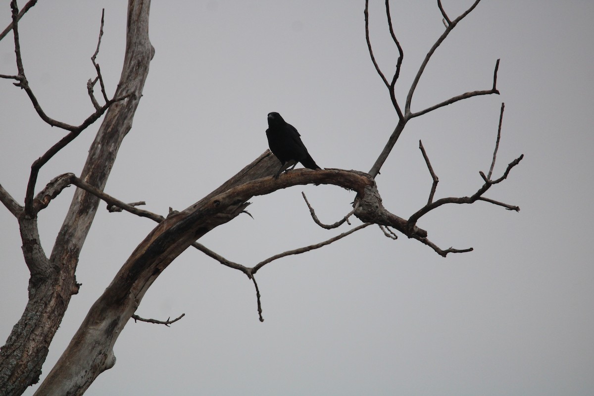 American Crow - ML529014461