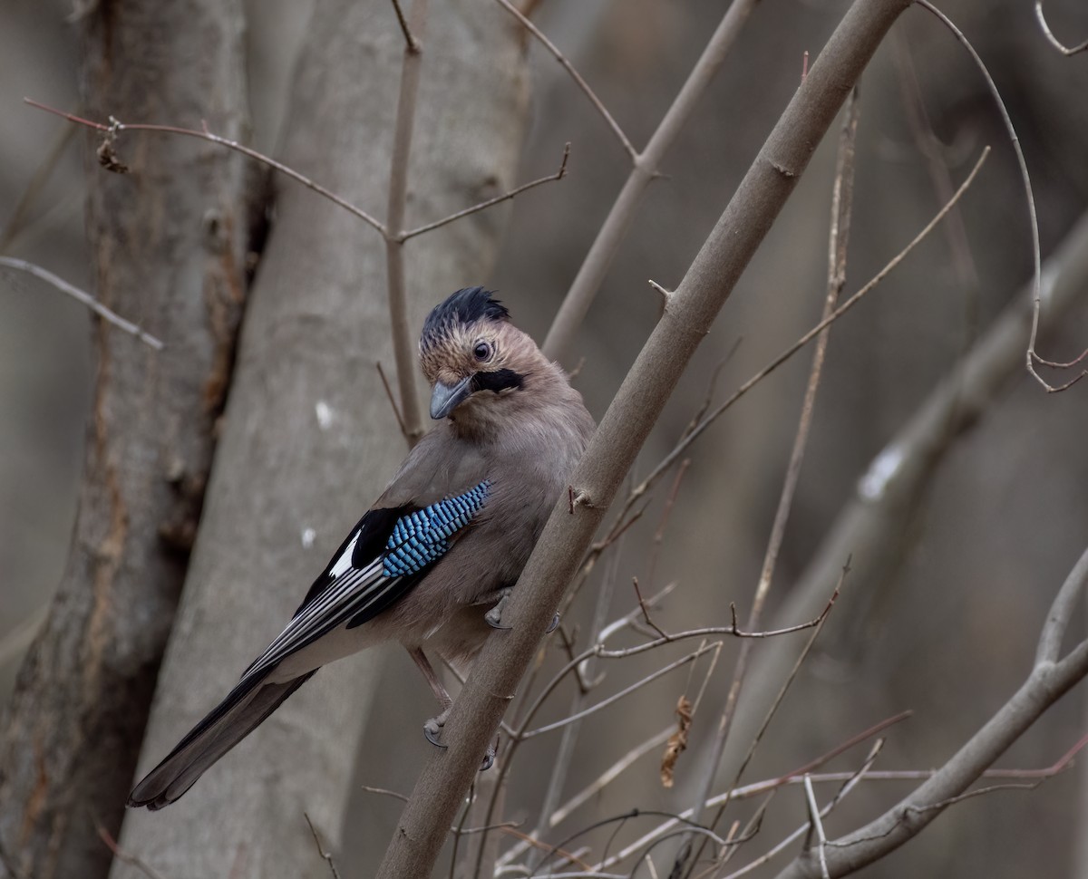 Eurasian Jay - Katia Setrinen