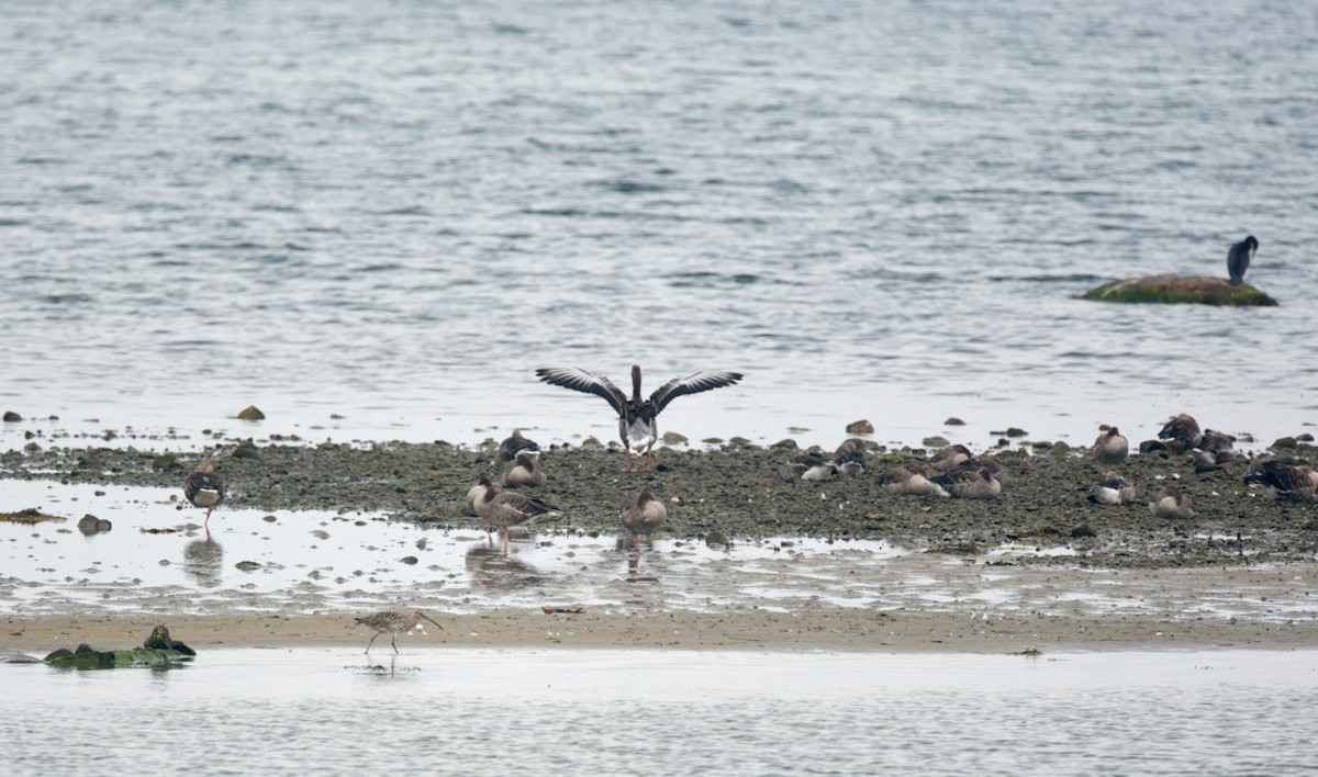 Морин тутгалжин - ML529014871