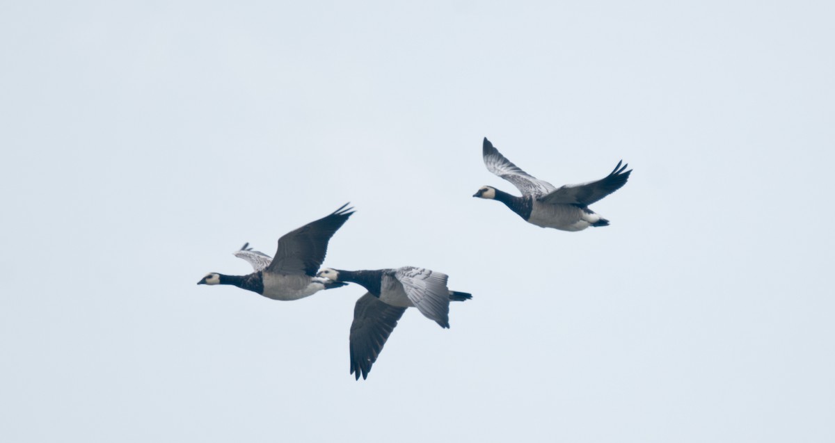 Цагаан шанаат галуу - ML529015291