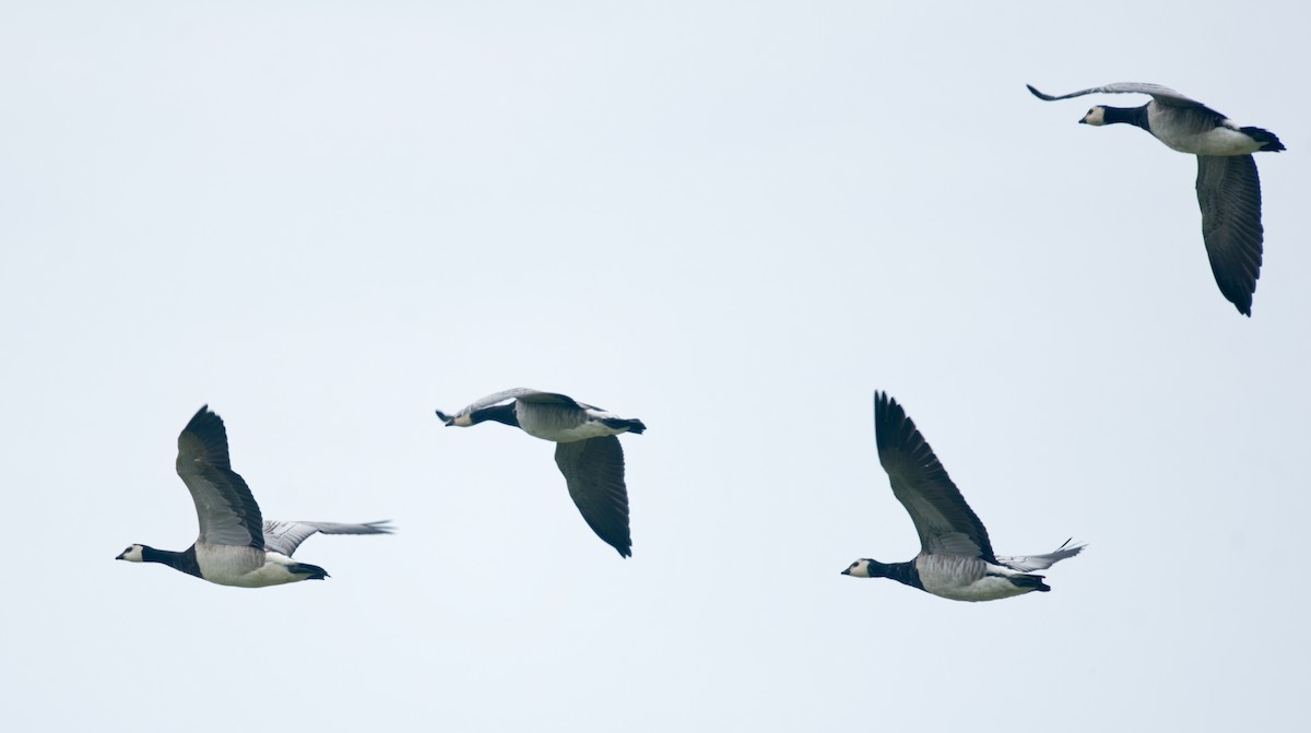 Цагаан шанаат галуу - ML529015411