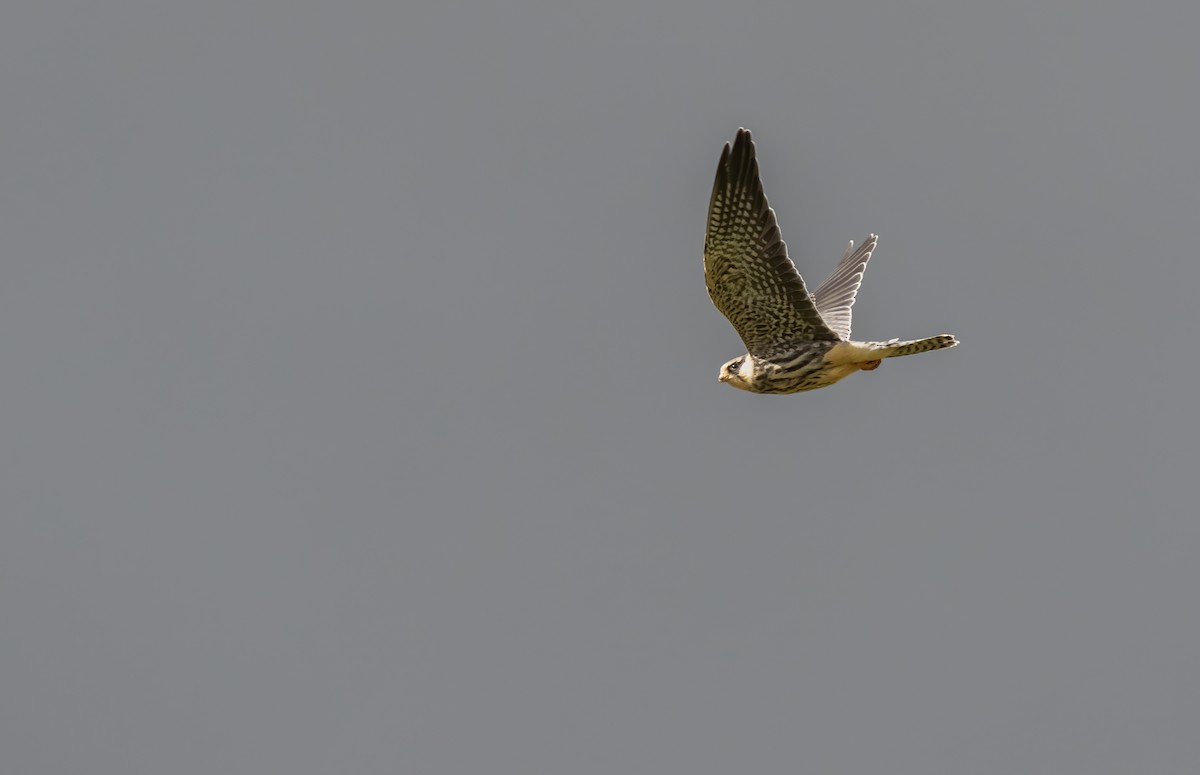 Amur Falcon - Anders Odd Wulff Nielsen