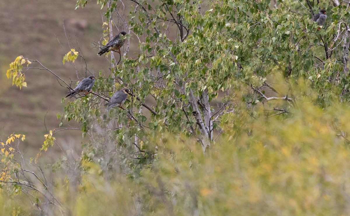 Amur Falcon - Anders Odd Wulff Nielsen