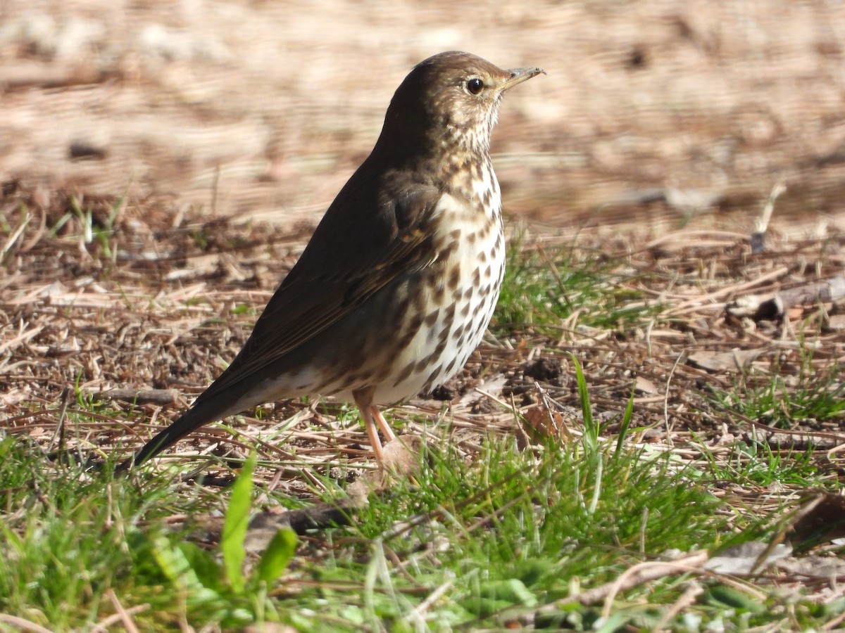 Song Thrush - ML529016771