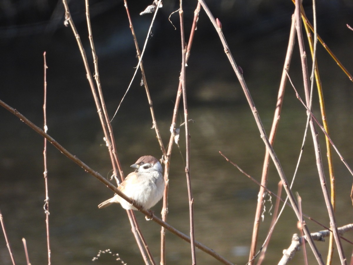 Eurasian Tree Sparrow - Manuel Vega Uyá