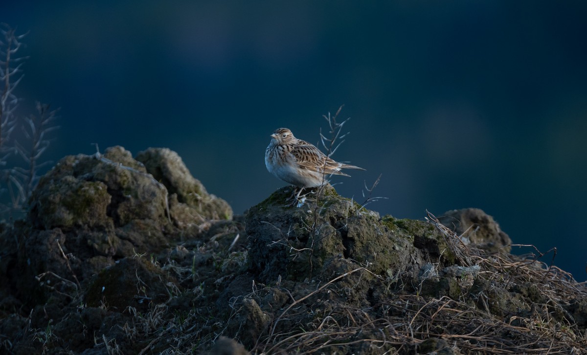 Eurasian Skylark (European) - ML529017371