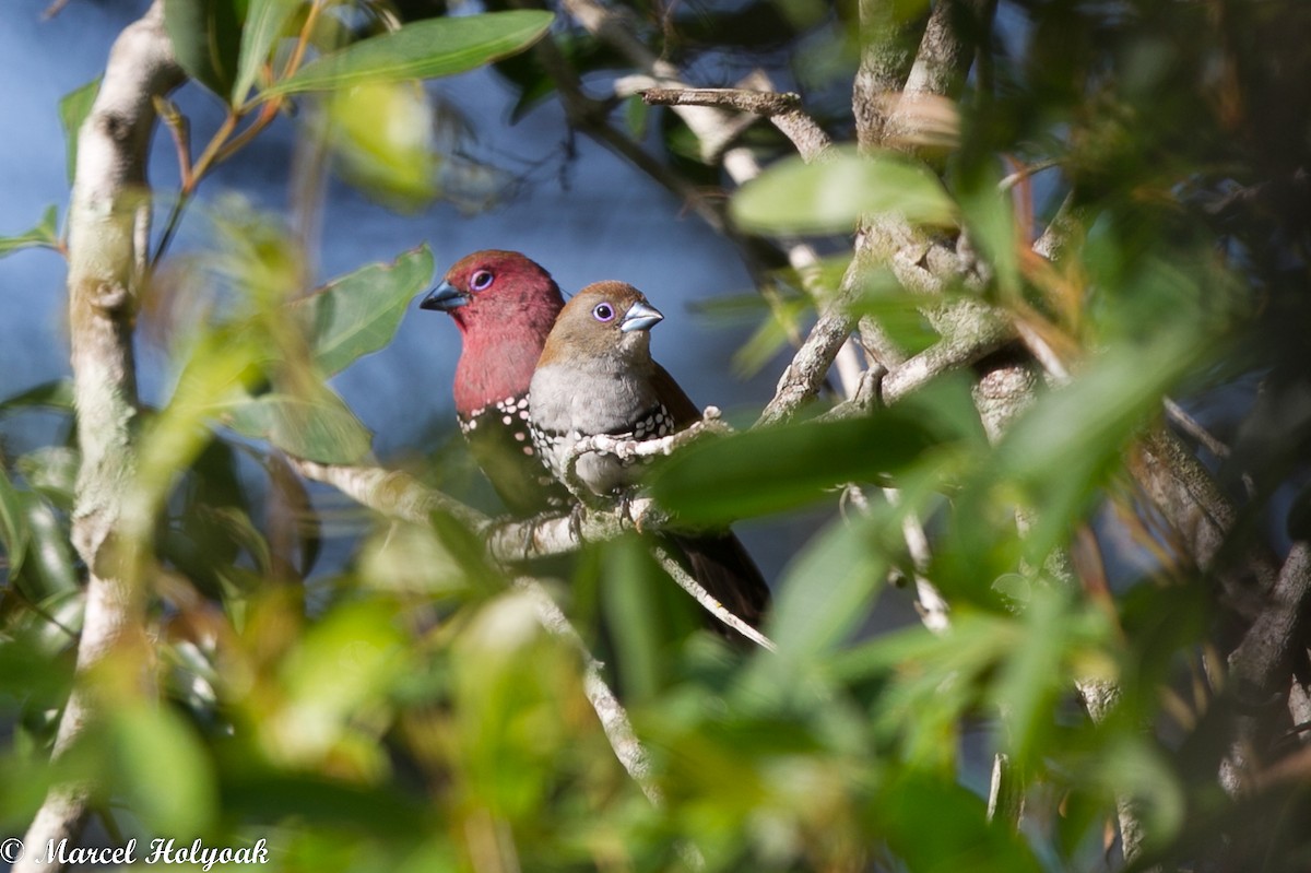 Pink-throated Twinspot - ML529018461