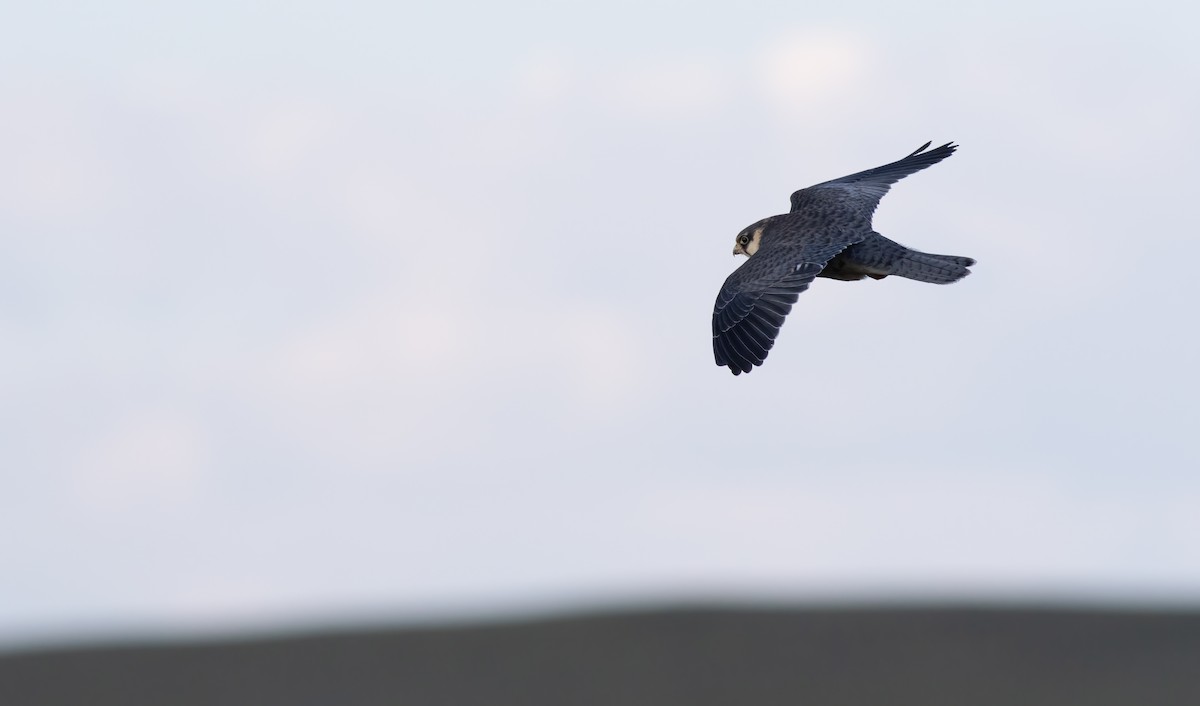 Amur Falcon - ML529018691