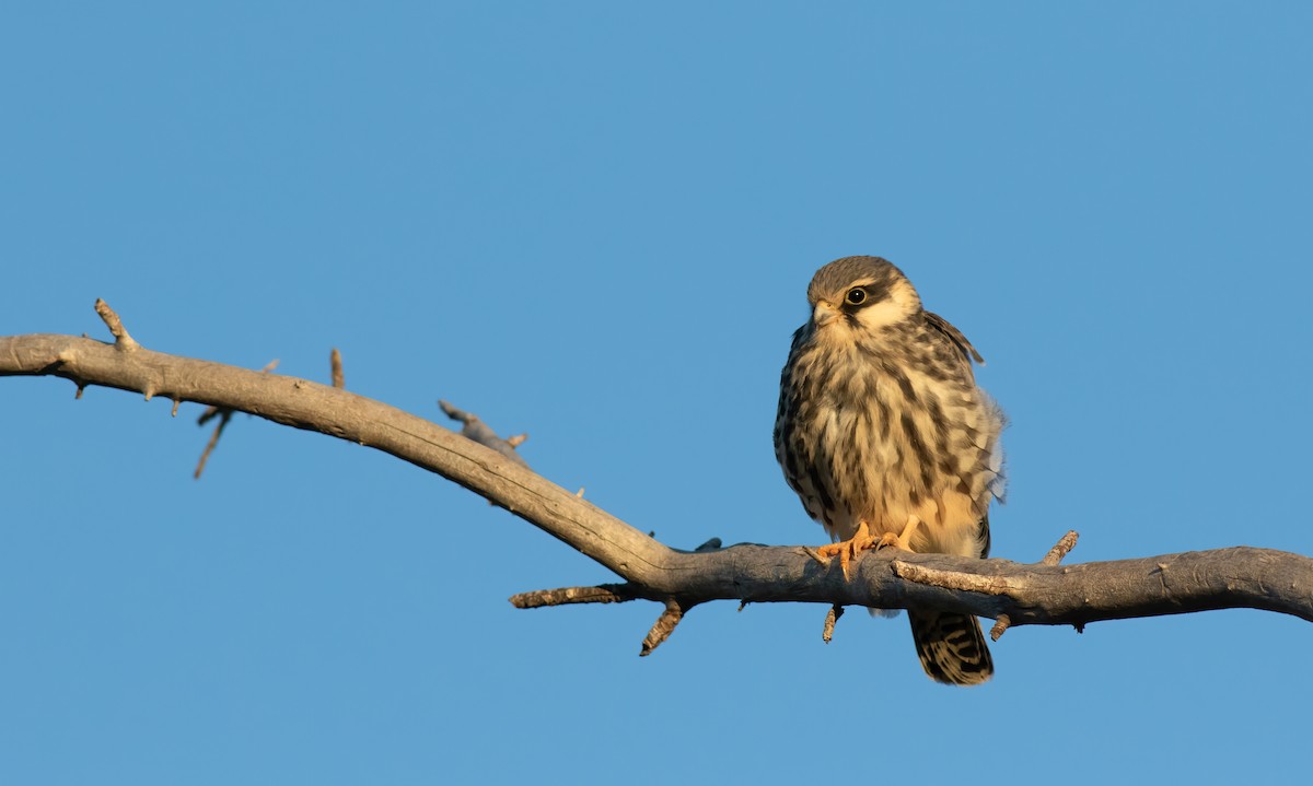 Amur Falcon - ML529018701