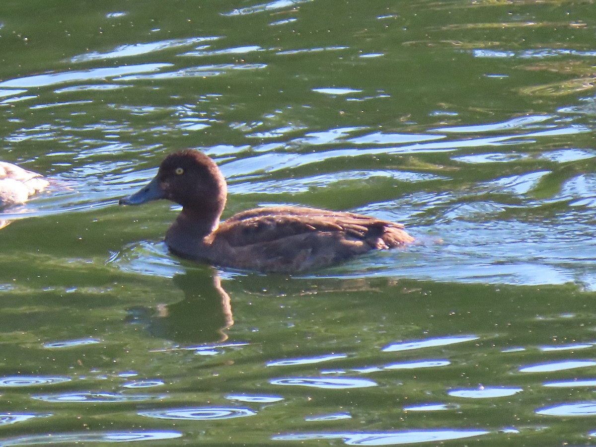 Greater/Lesser Scaup - ML529018851