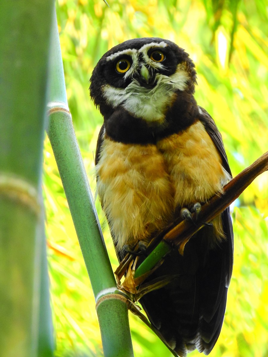 Spectacled Owl - Andres Mauricio Henao Quintero