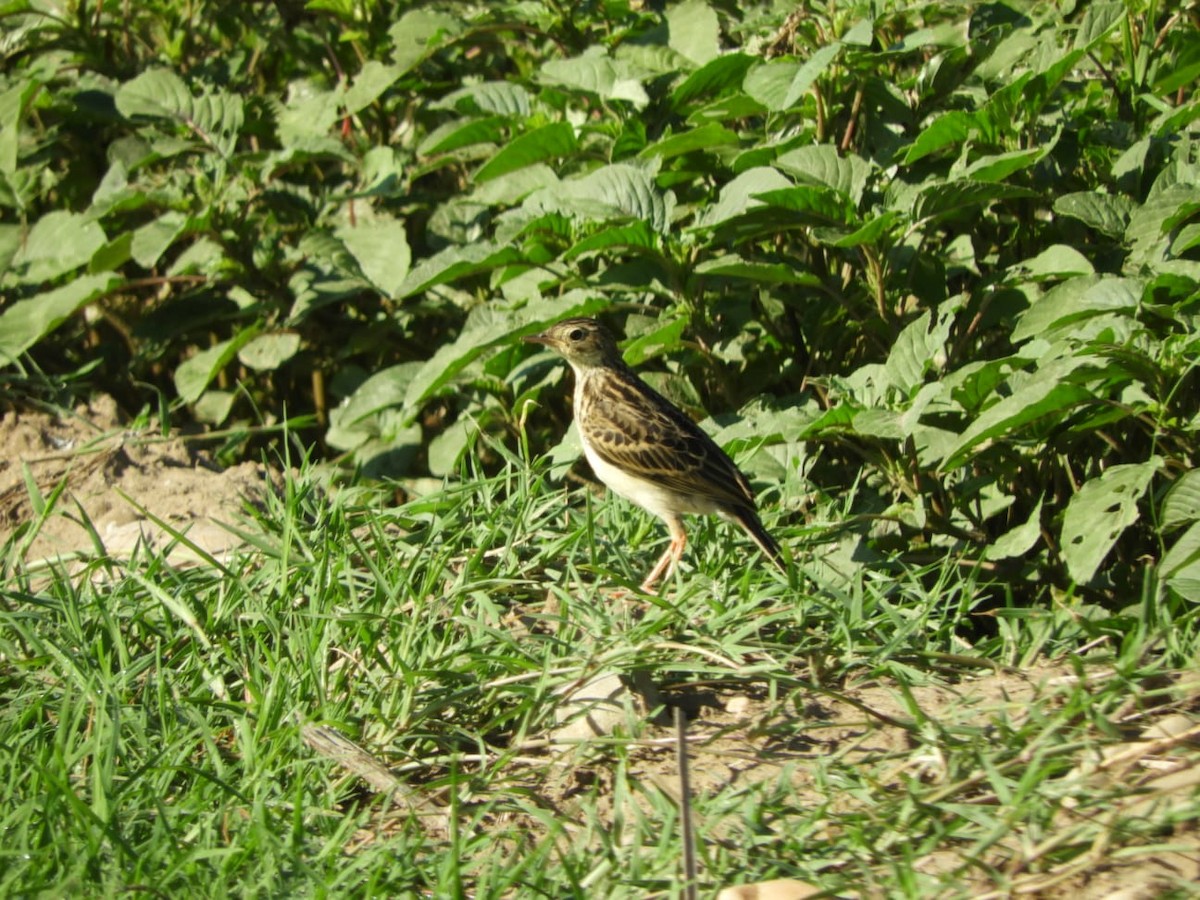 linduška savanová - ML529019431