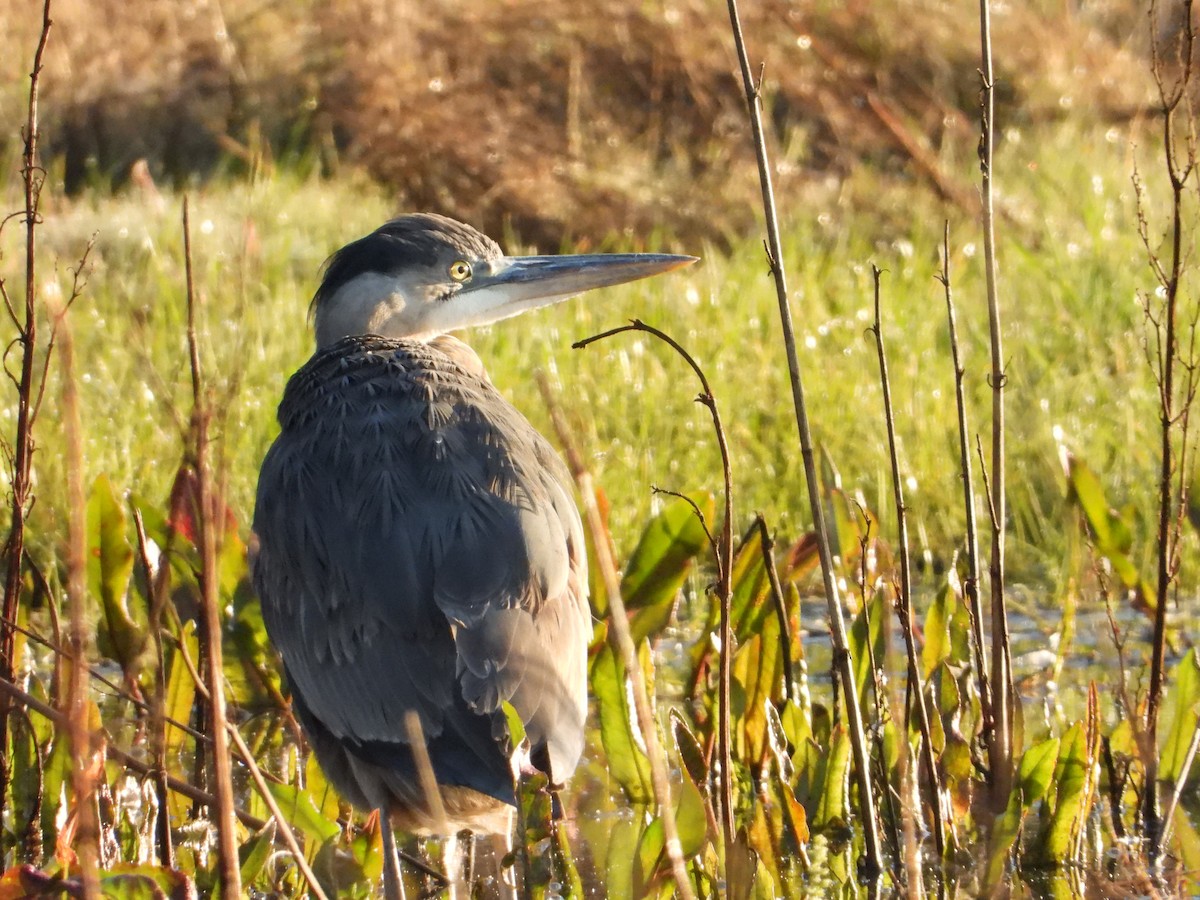 Great Blue Heron - Bill Holland