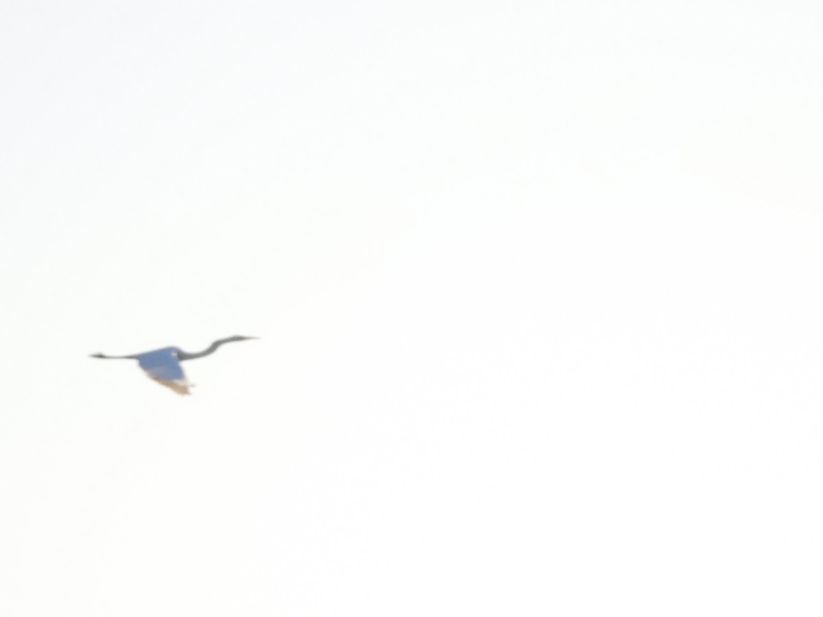 Great Egret - ML529021241