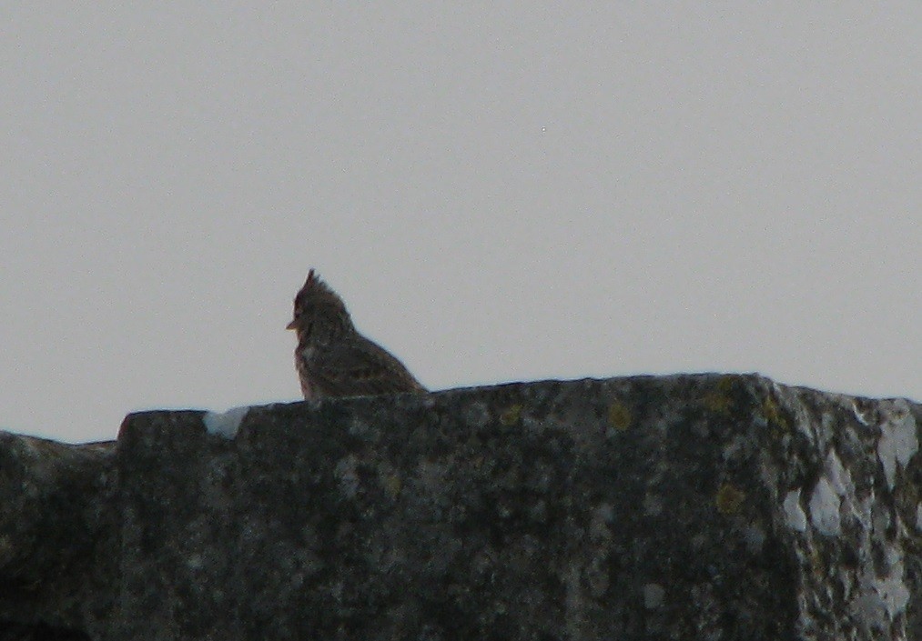 Crested Lark (Crested) - ML52902181