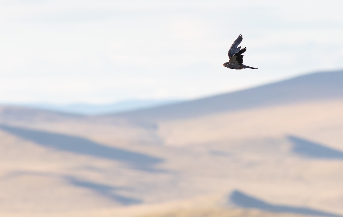 Amur Falcon - ML529022381