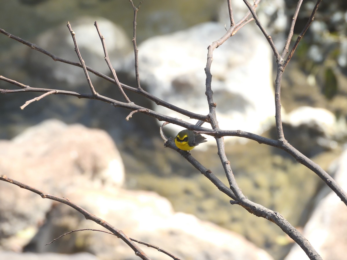 Yellow-bellied Fairy-Fantail - ML529022401