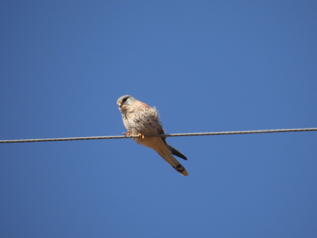 Eurasian Kestrel - ML529022951