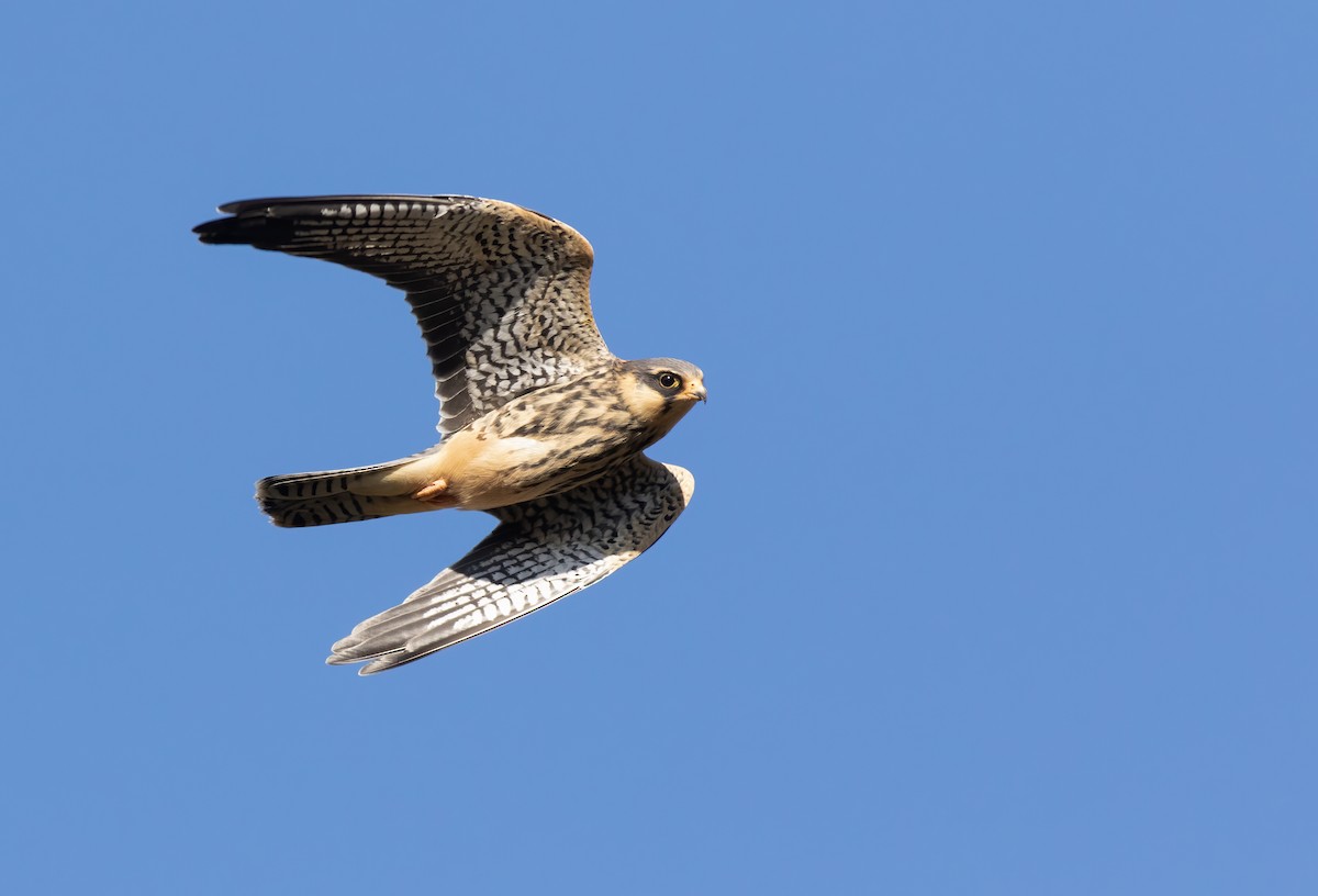 Amur Falcon - ML529023141