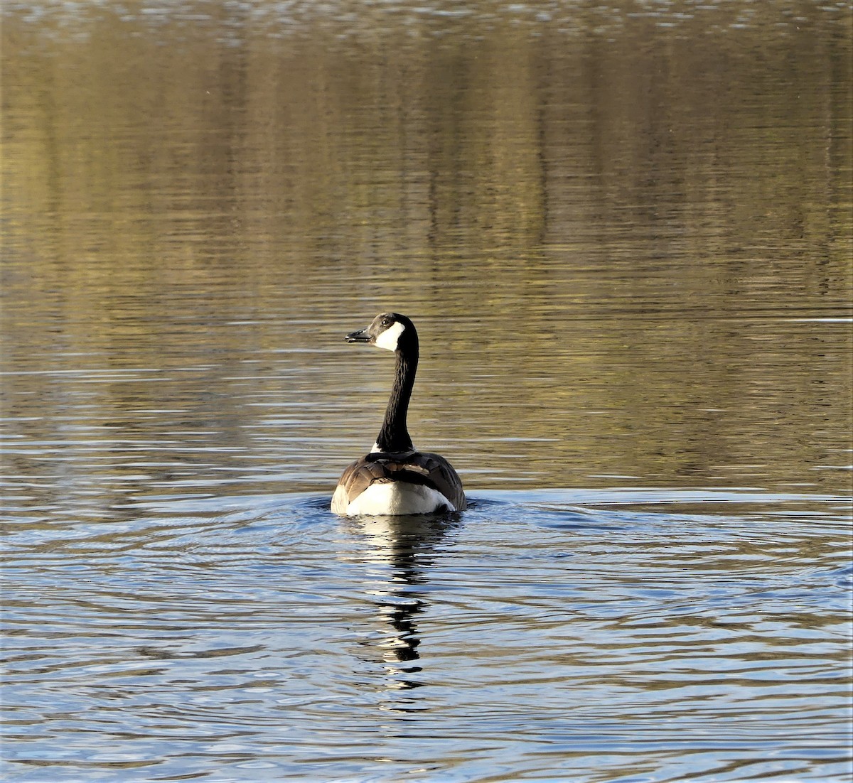 Canada Goose - Kara Carragher