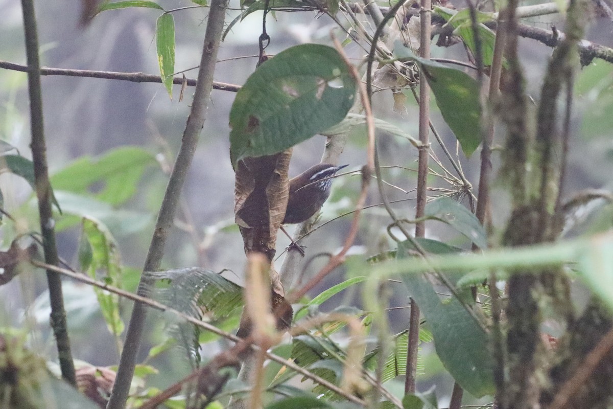 Gray-breasted Wood-Wren - ML529024371