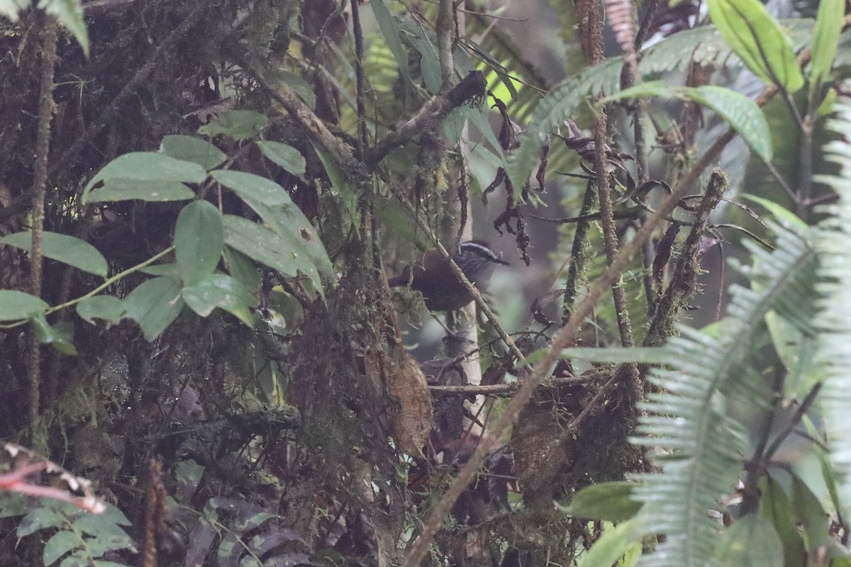 Gray-breasted Wood-Wren - ML529024381