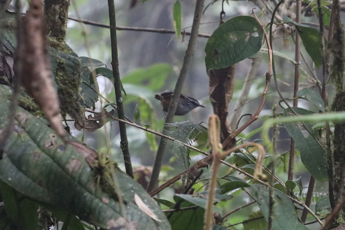 Gray-breasted Wood-Wren - ML529024391