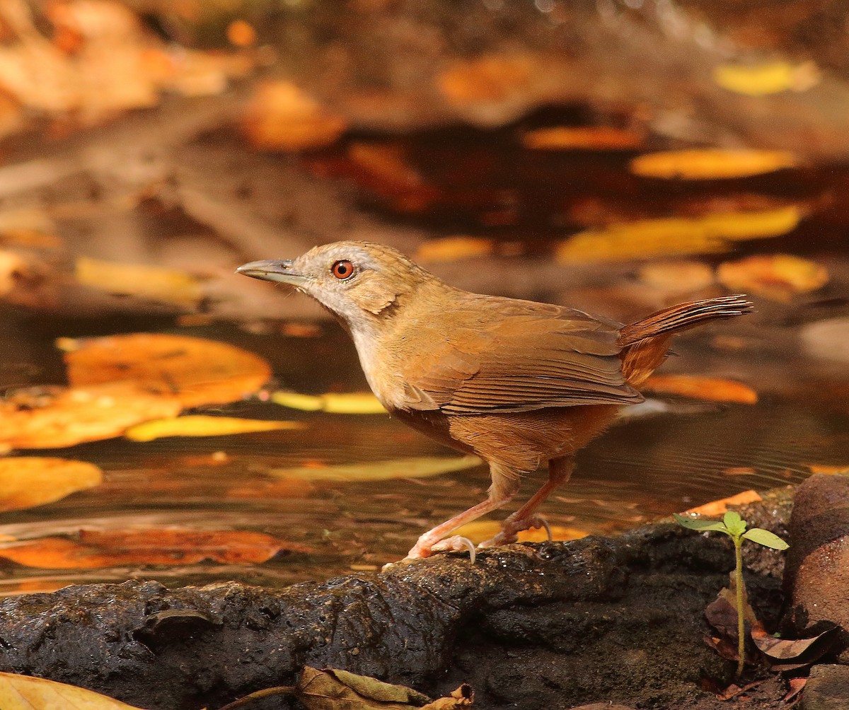 Abbott's Babbler - ML529024611