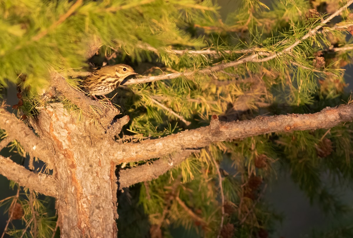 Olive-backed Pipit - Anders Odd Wulff Nielsen