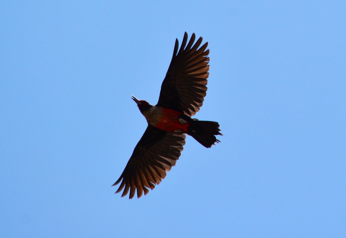 Lewis's Woodpecker - Nate Brown