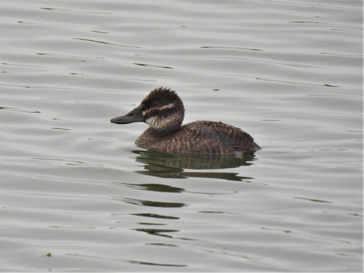 Lake Duck - ML529027551