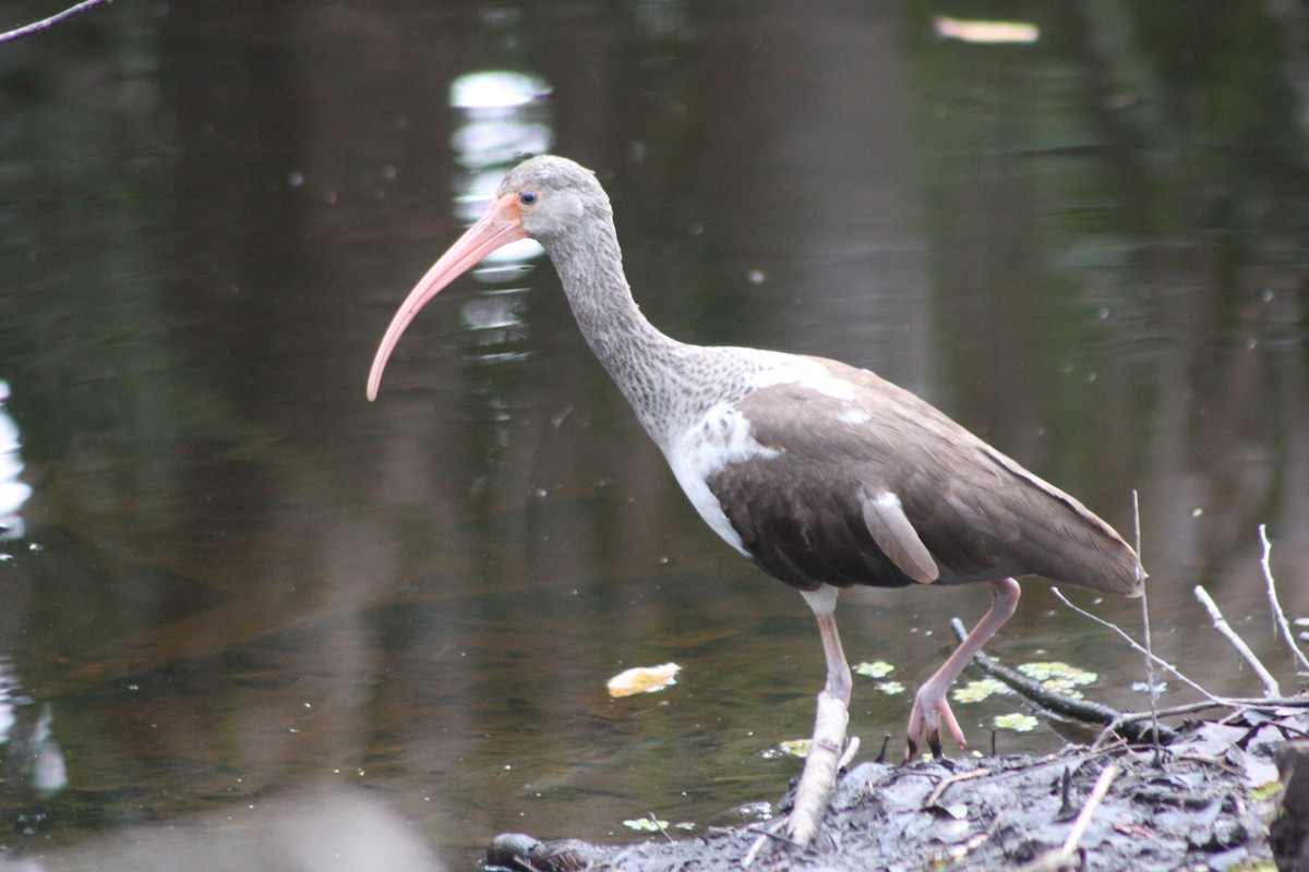 White Ibis - ML529028231