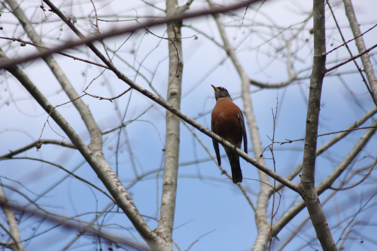 American Robin - Avery Chan