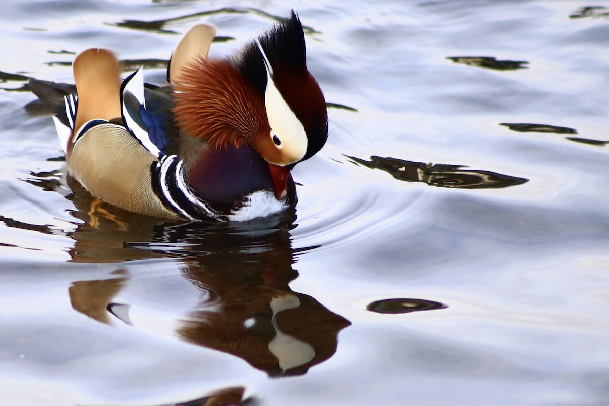 Mandarin Duck - ML529028831