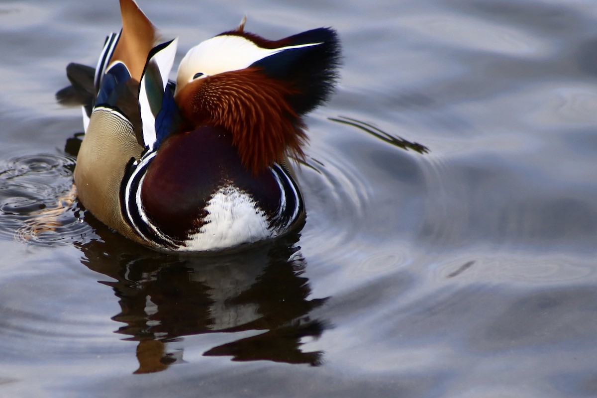 Mandarin Duck - ML529028851