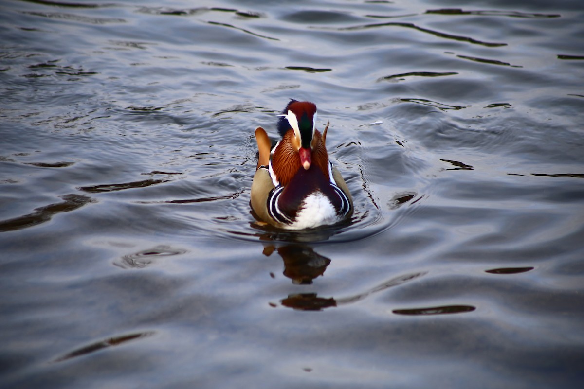 Mandarin Duck - ML529028871