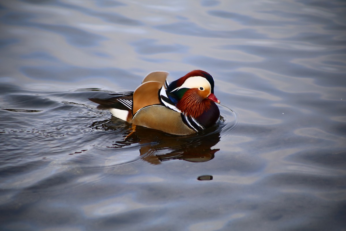 Mandarin Duck - ML529028881