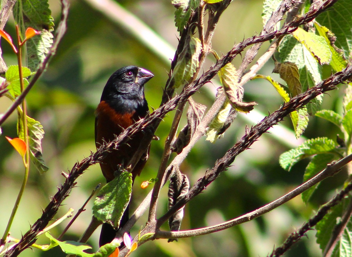 Chestnut-bellied Seed-Finch - T L P L