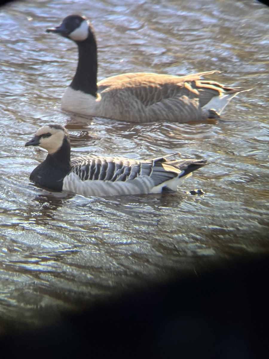 Barnacle Goose - ML529030151