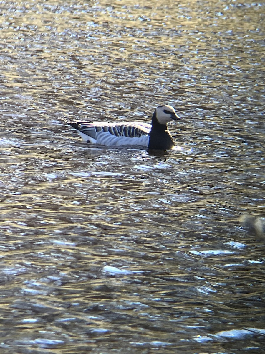 Barnacle Goose - ML529030161
