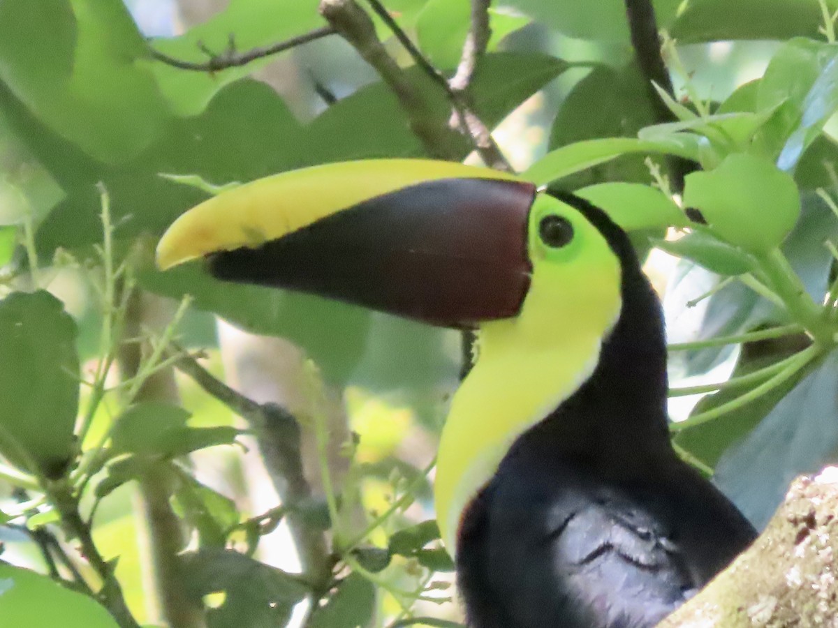 Yellow-throated Toucan - Roy Howard