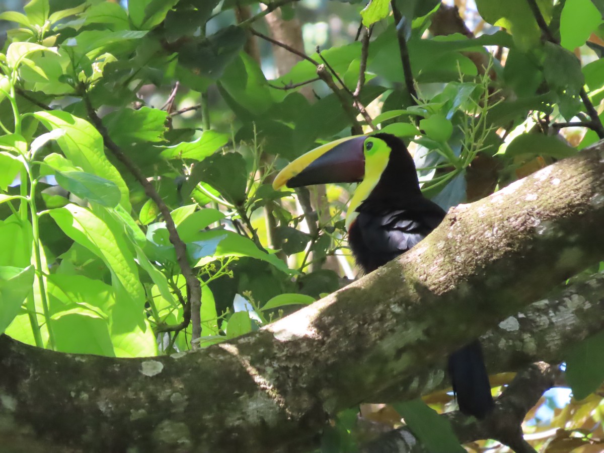 Yellow-throated Toucan - Roy Howard