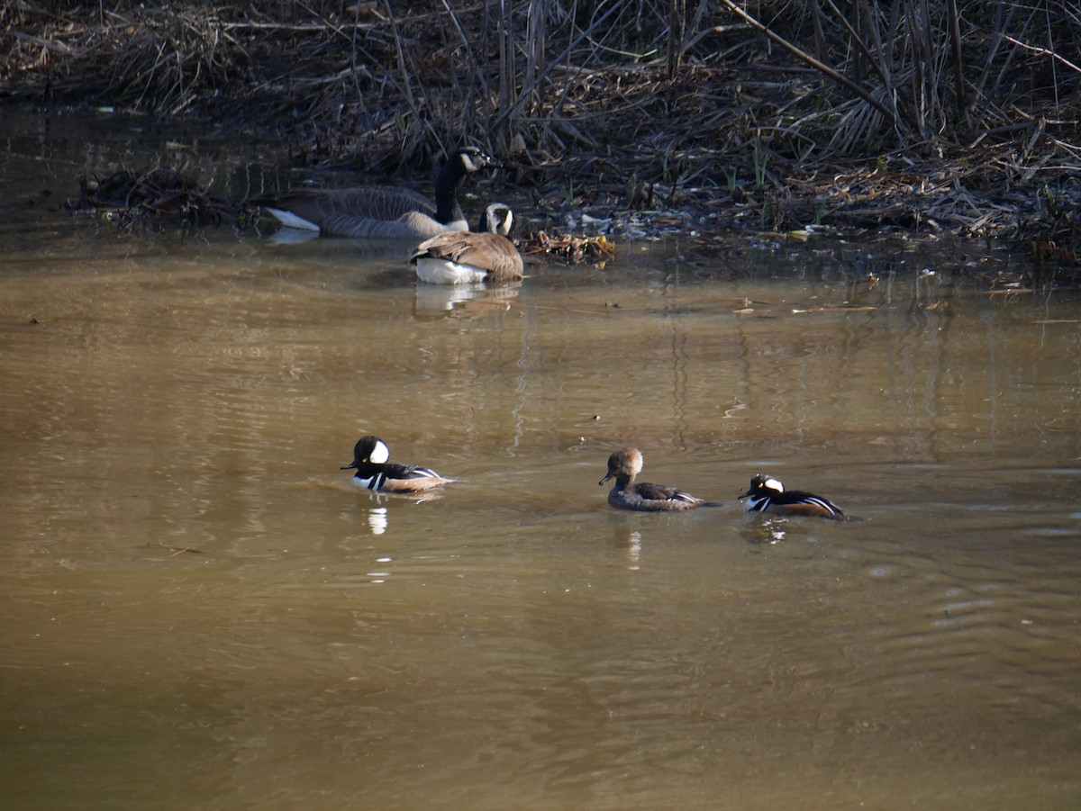 Canada Goose - ML529030901