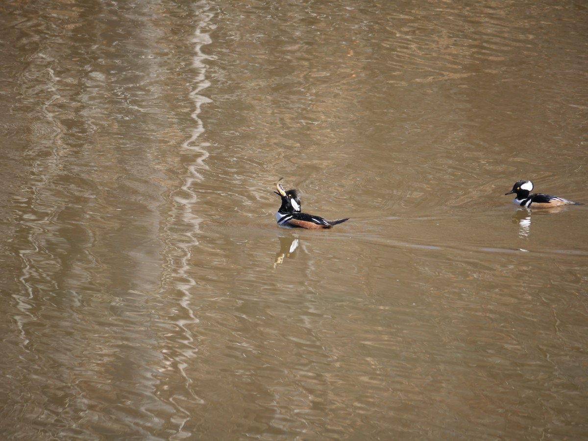 Hooded Merganser - ML529031021