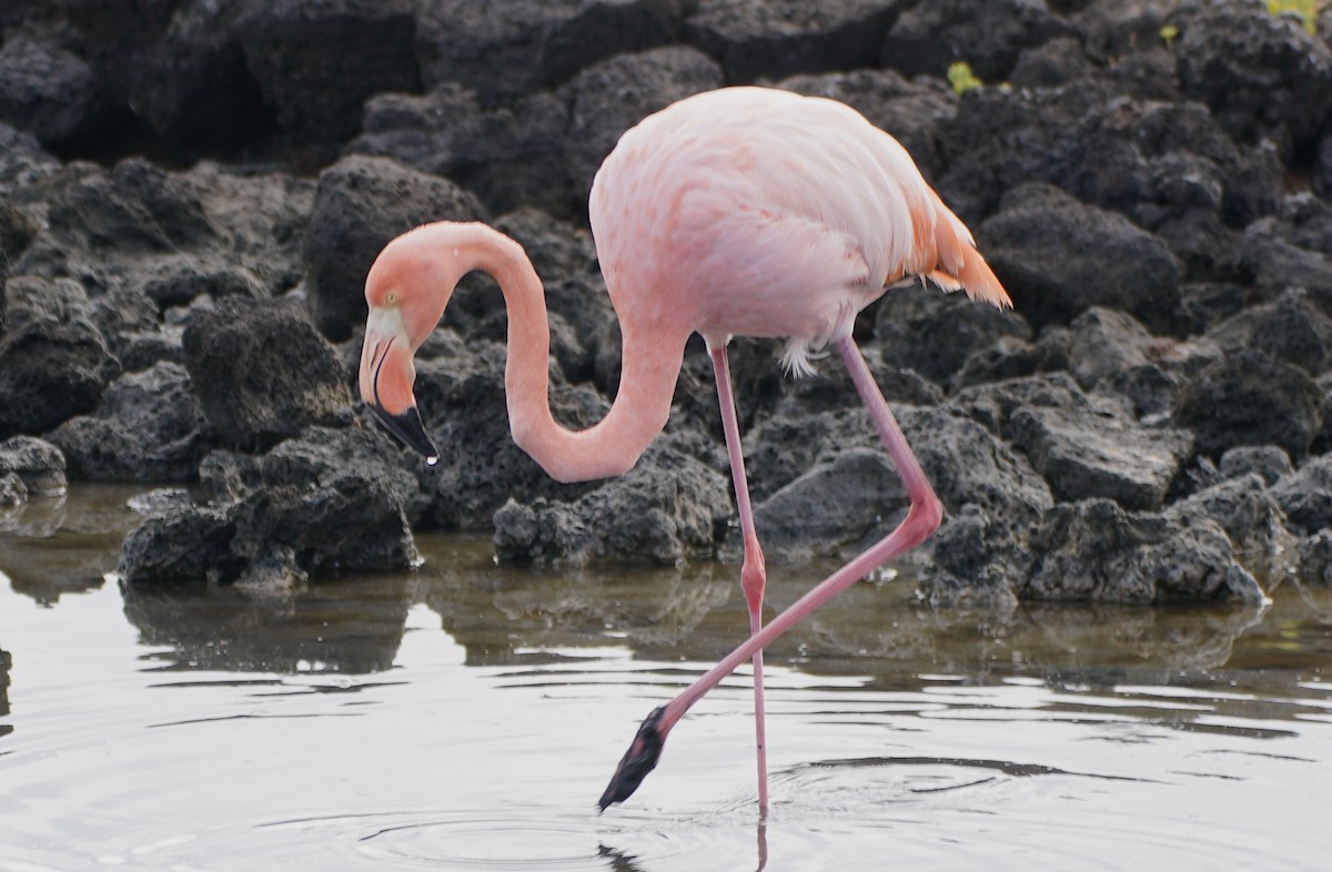 American Flamingo - Howard Haysom