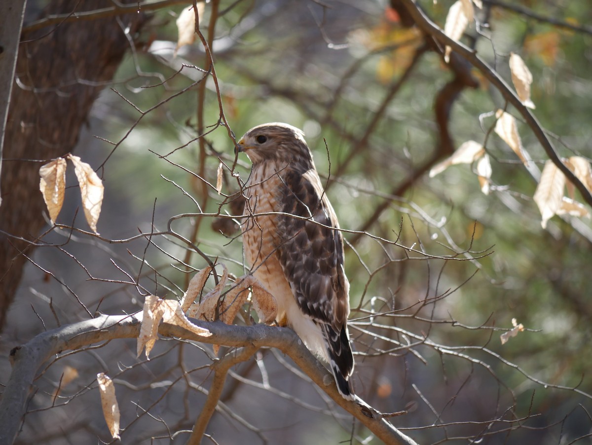 Red-shouldered Hawk - ML529031311