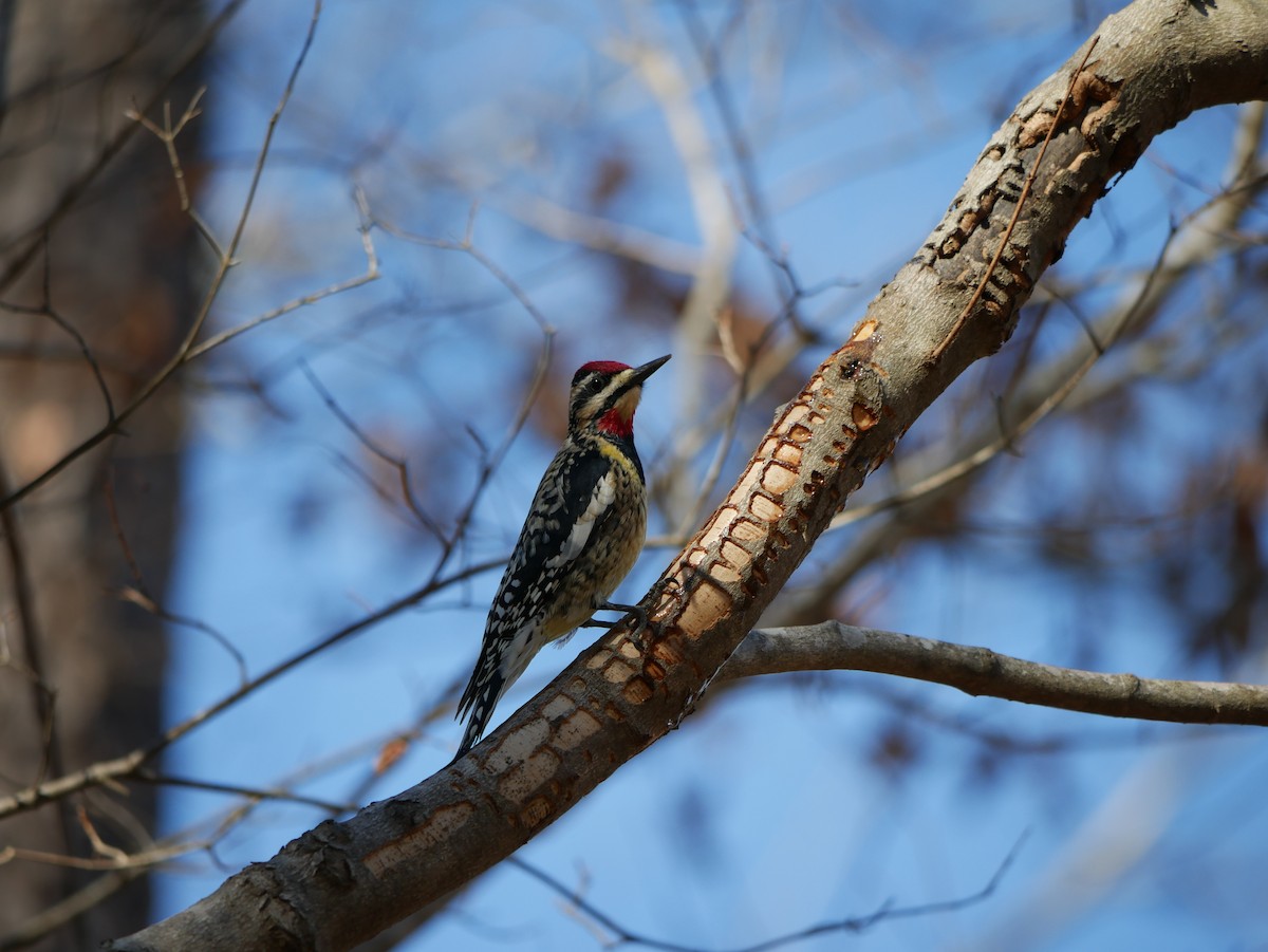 Yellow-bellied Sapsucker - ML529031351