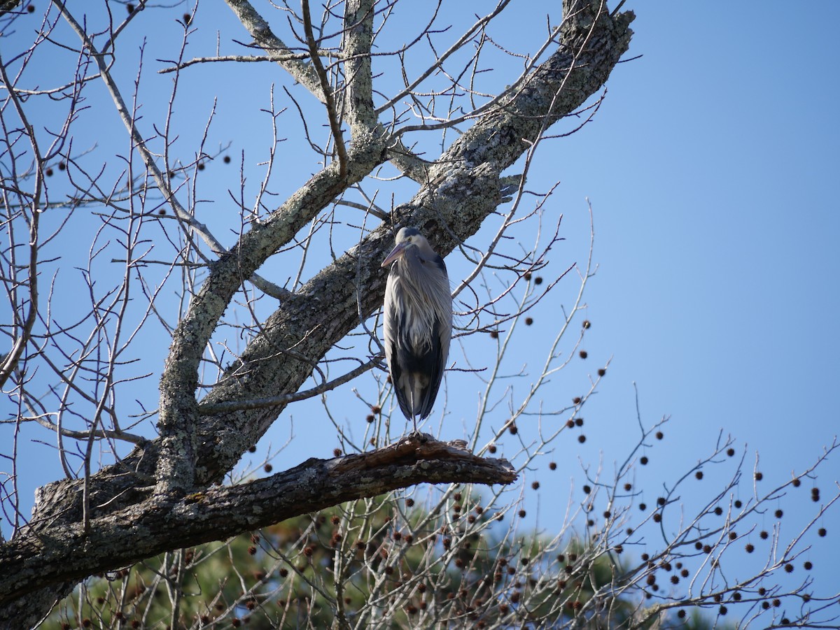 Great Blue Heron - Gabriel Campos